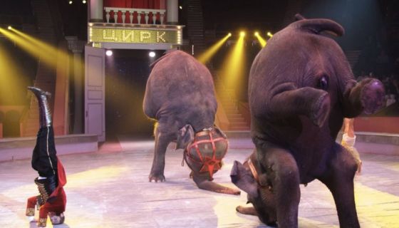 Цирк «Девочка и слон»