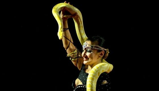 Цирк-шапито «Оптимус», Урус-Мартан